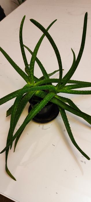 Антуріум, сукуленти, кактуси, драцена, алоє Флораріум Луцьк