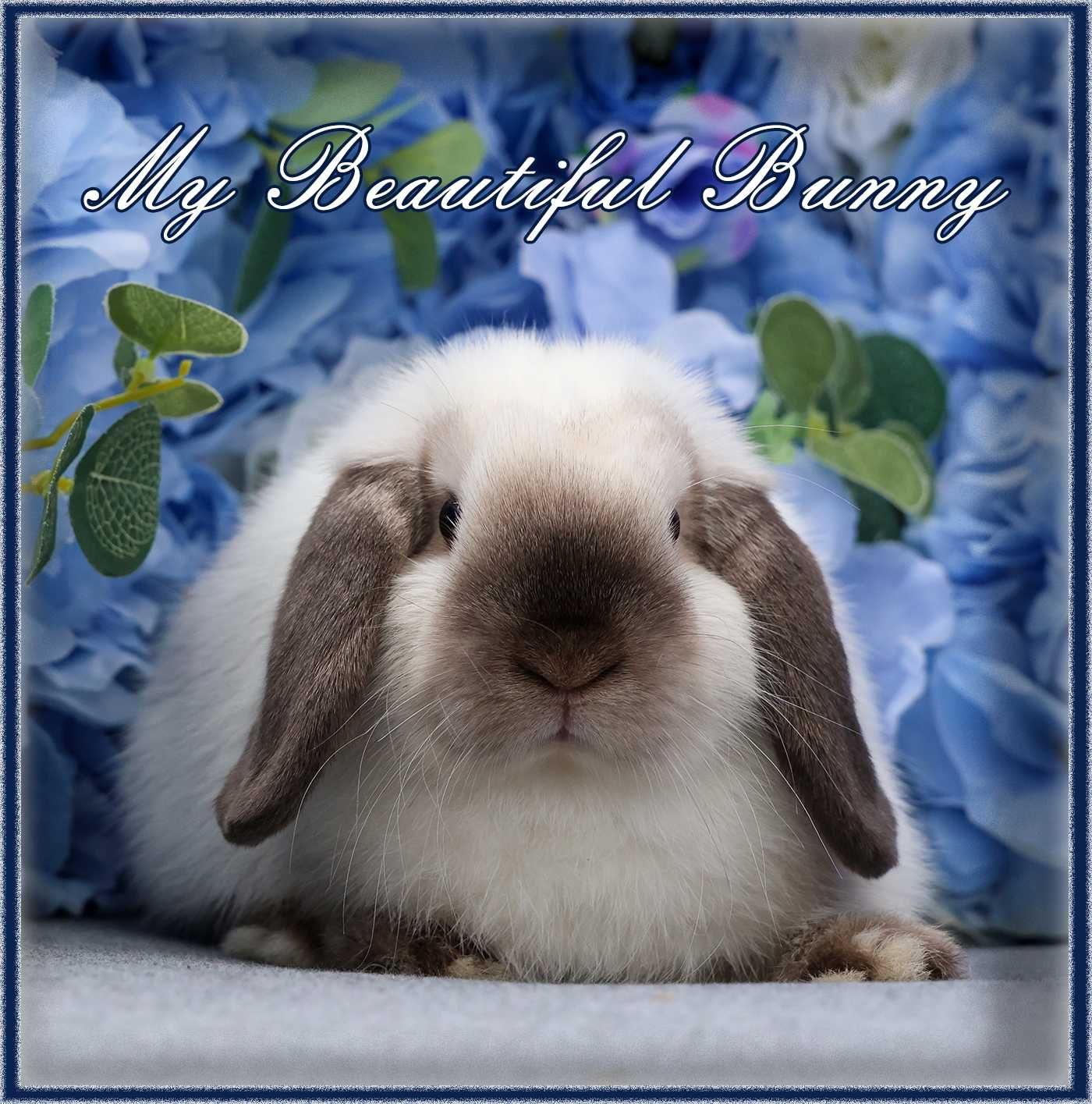 Młody Króliczek 100% Mini Lop - Seal Point
