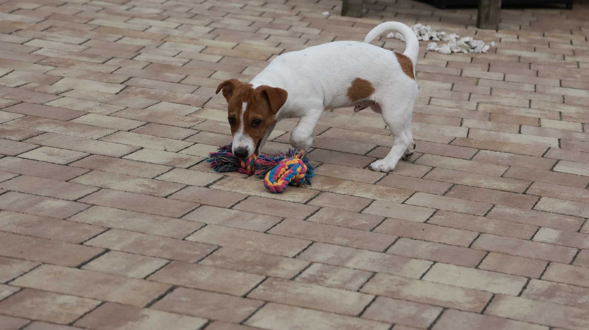 3 miesięczny piesek Jack Russell Terrier/ BREFIO/badania genetyczne