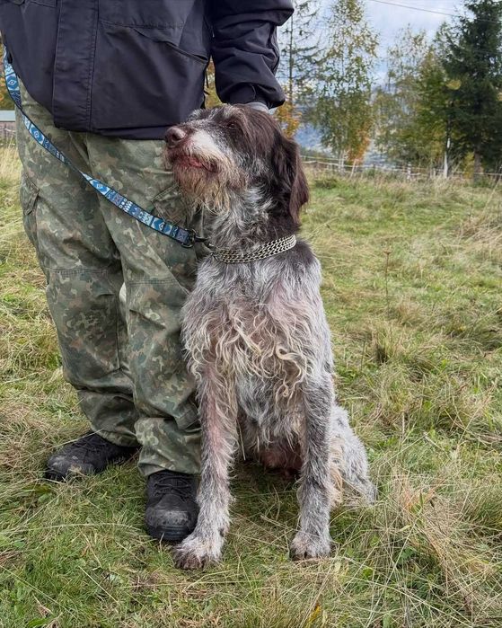 Арчі, дратхаар, шукає дім