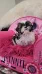 Shih tzu cudny piesio z wyprawką