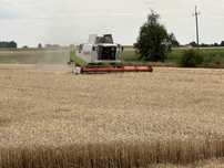 Usługi Zbiór zbóż koszenie  Żniwa 2025 Claas lexion