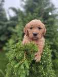 Złoty Golden retriever