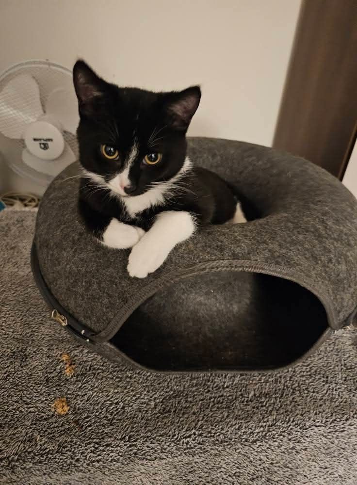 Kotek do adopcji