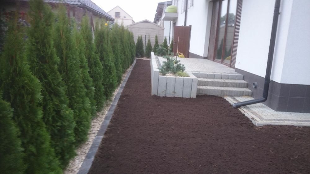 Thuja Szmaragd 55-70cm, od producenta