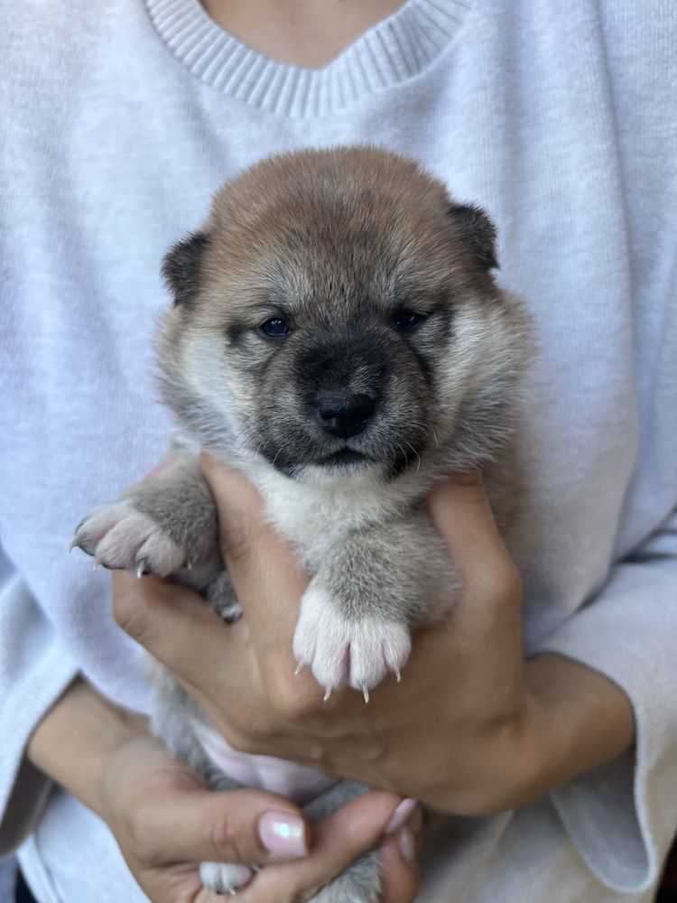 Sunia Shiba Inu - ZKwP FCI