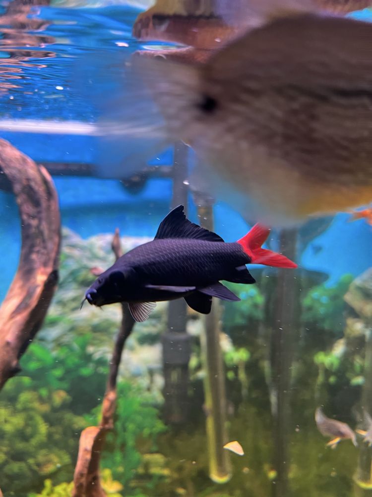 Vendo Tubarão Bicolor