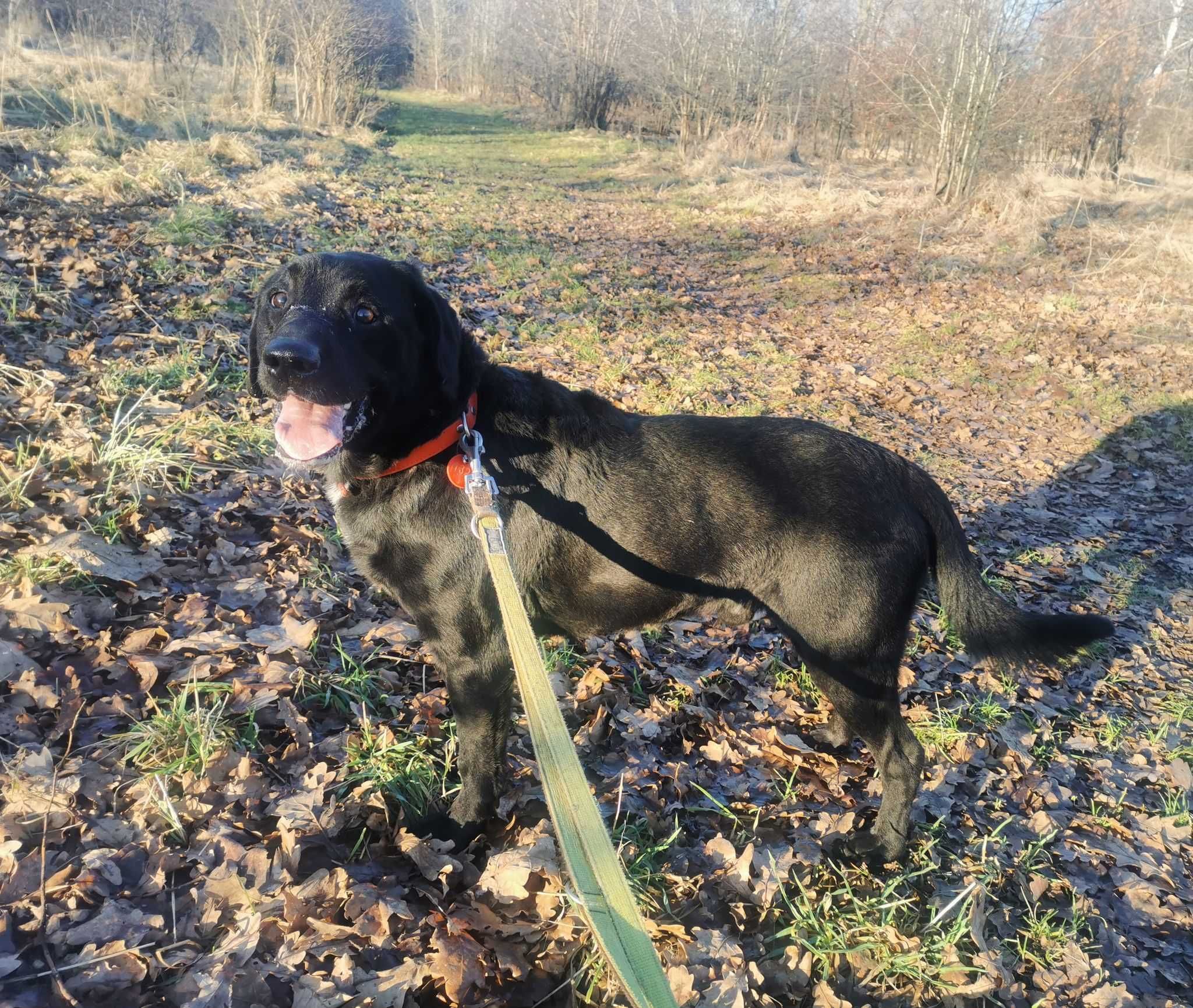 Meksyk w typie labrador retrievera - schronisko