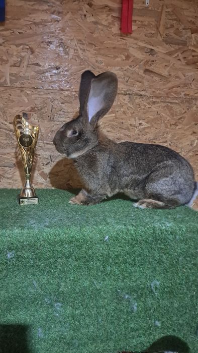 Belgijski Olbrzym Szary i Biały