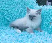 Ragdoll kotka       .