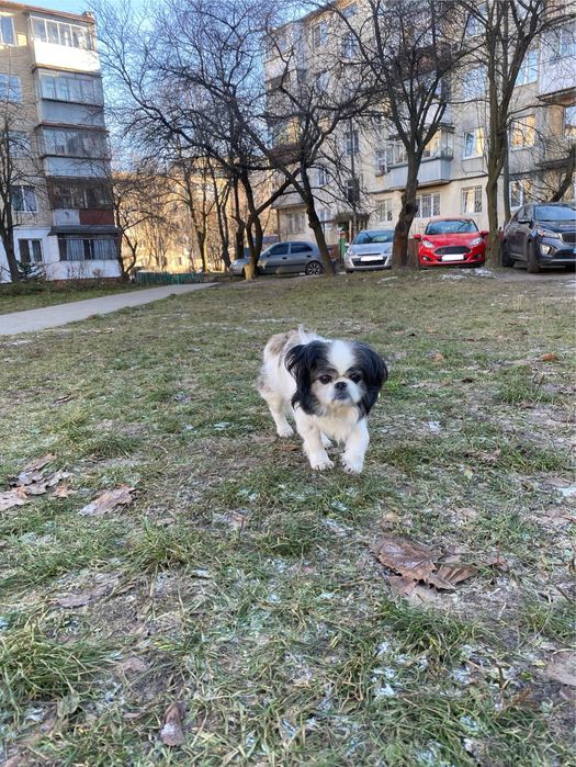 Домашній готель / перетримка з ветеринаром для собак, гризунів