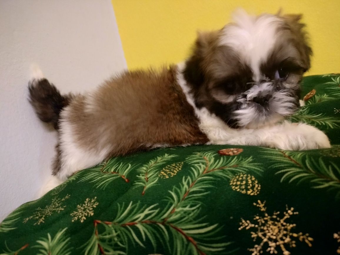 Szczeniaczek piesek rasy Shih tzu