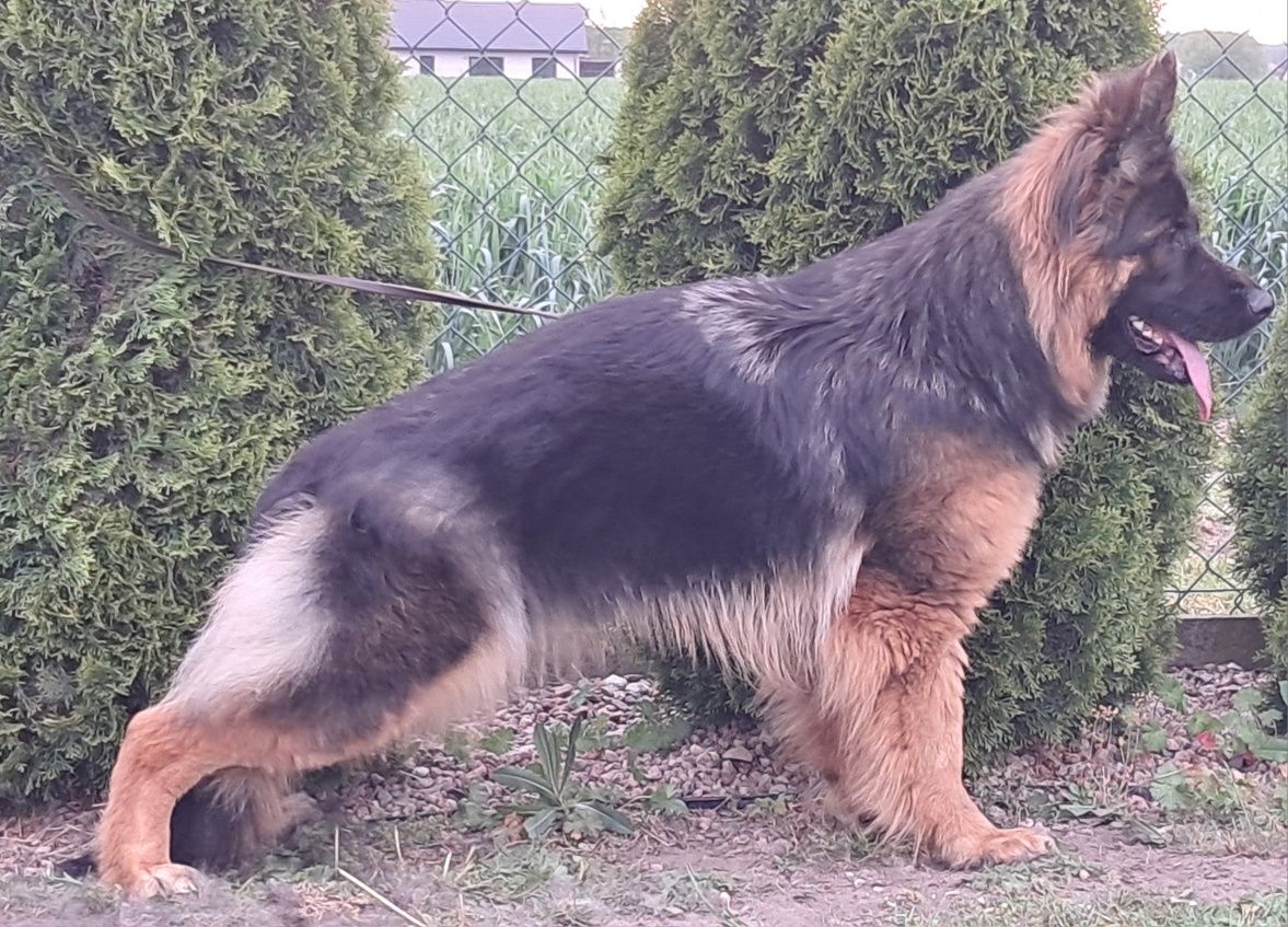Owczarek niemiecki
