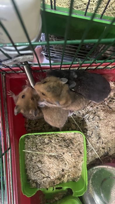 Хомяк королівський, хомʼяк , малюки 1 місяць