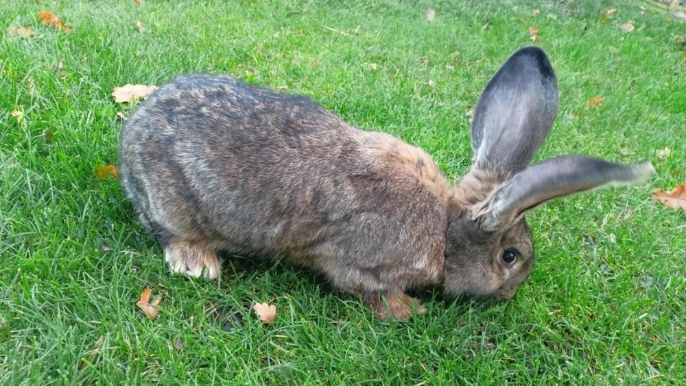 Olbrzym belgijski samice samice
