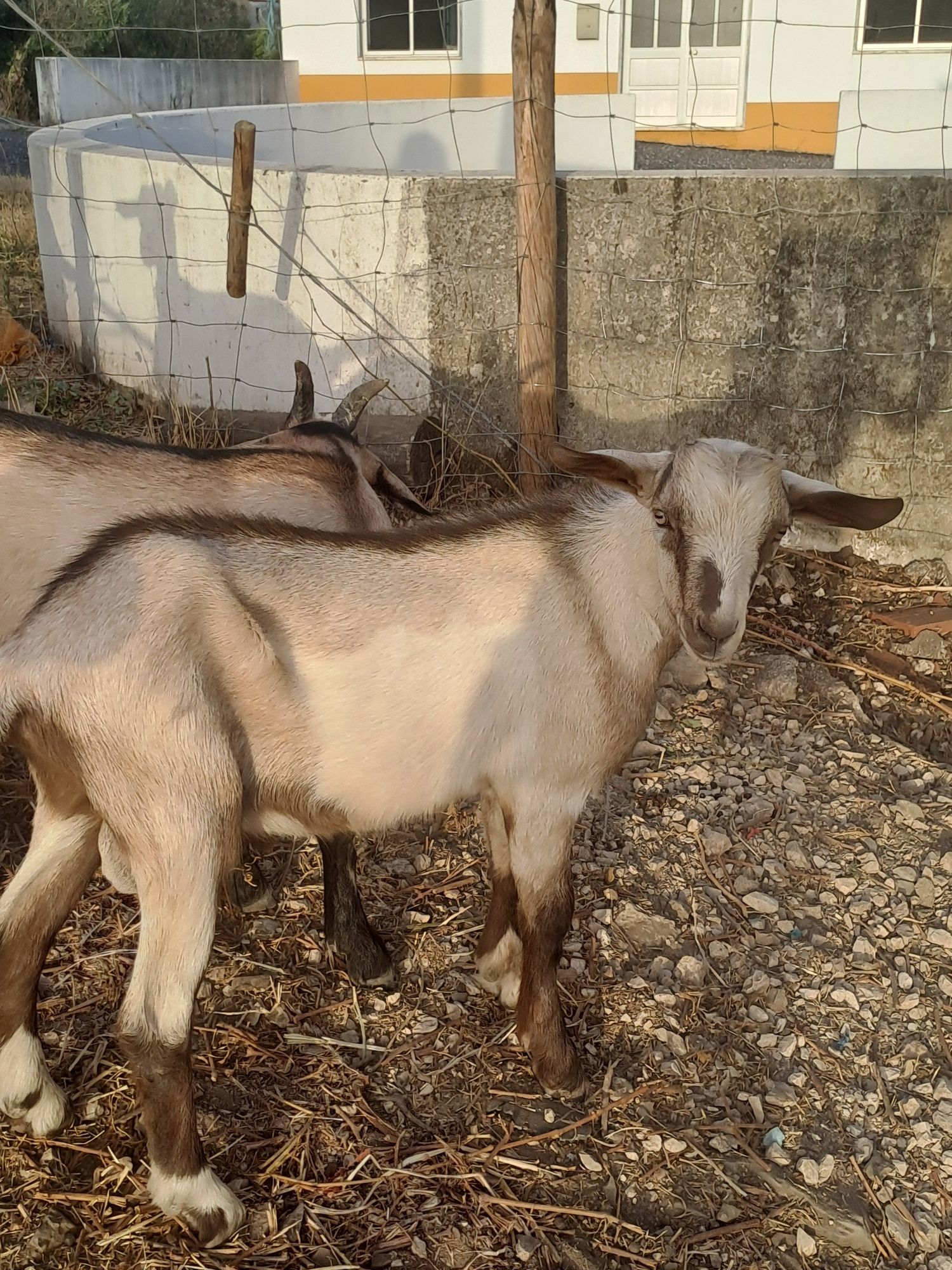 Cabrito bode mistura de Sannen com serpentina