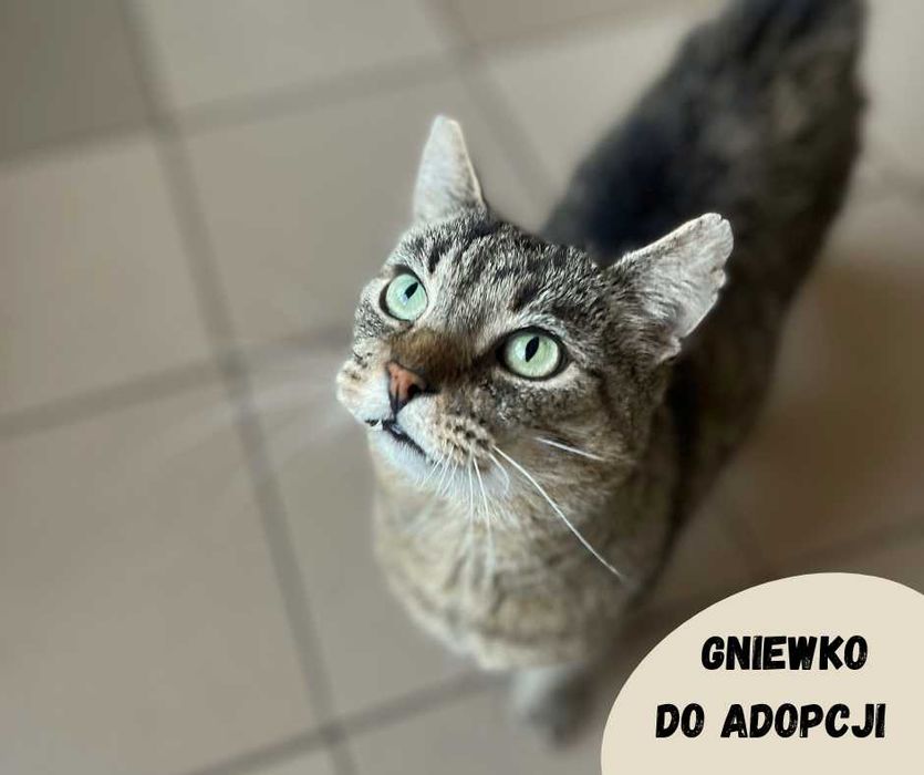 Gniewko - przyjazny kocur szuka domu