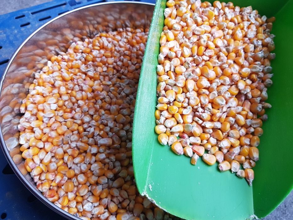 Kukurydza sucha drobna