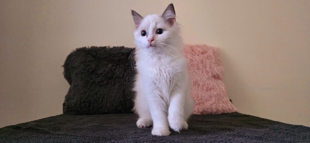 RAGDOLL Kocurki FPL od Ręki ( Hodowlany )