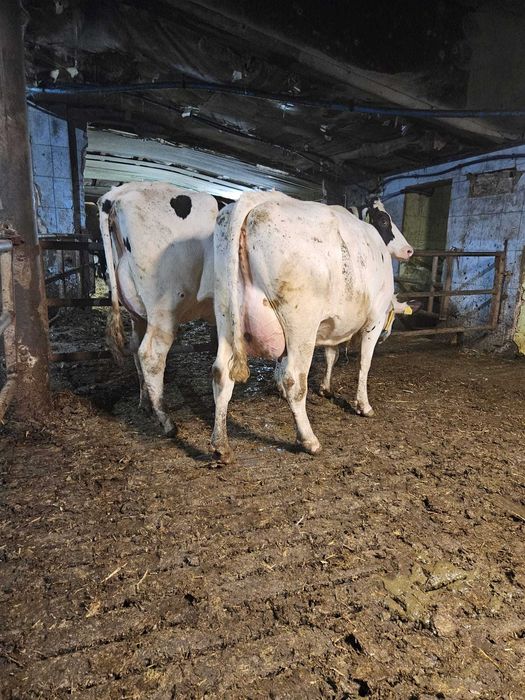 Sprzedam krowy mleczne