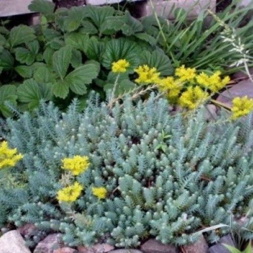 Очиток ( седум ) 4 види, кам"Яна троянда, только опт