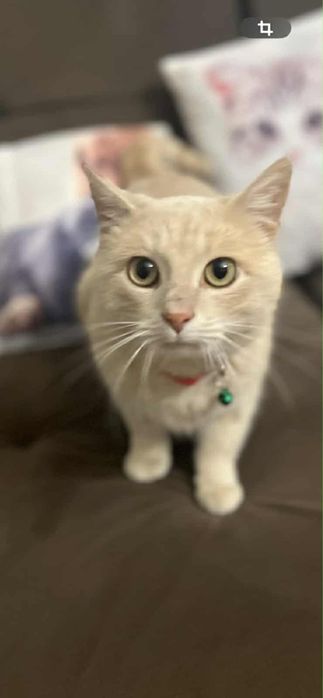 Котик Кокос шукає сімʼю