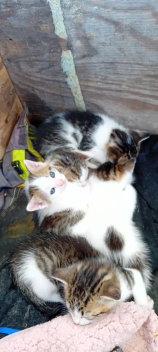 Oddam kocięta kotki w dobre ręce