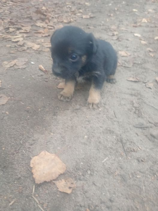 Pieski oddam za darmo