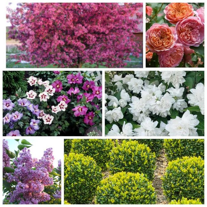 Декоративні рослини: лаванда, сакура, гібіскус, спірея, сирень, и т.д