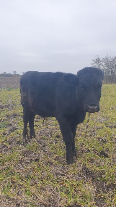 Продам  бичка...