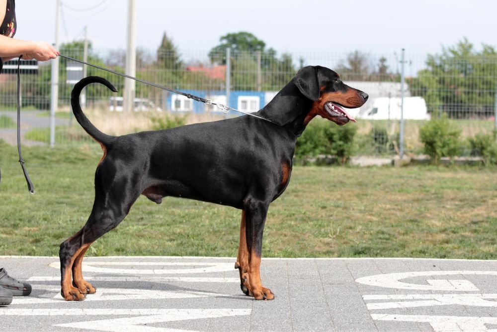 Doberman FCI-zapowiedź miotu