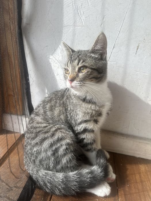 Koty z serca Kaszub polecają się do adopcji!