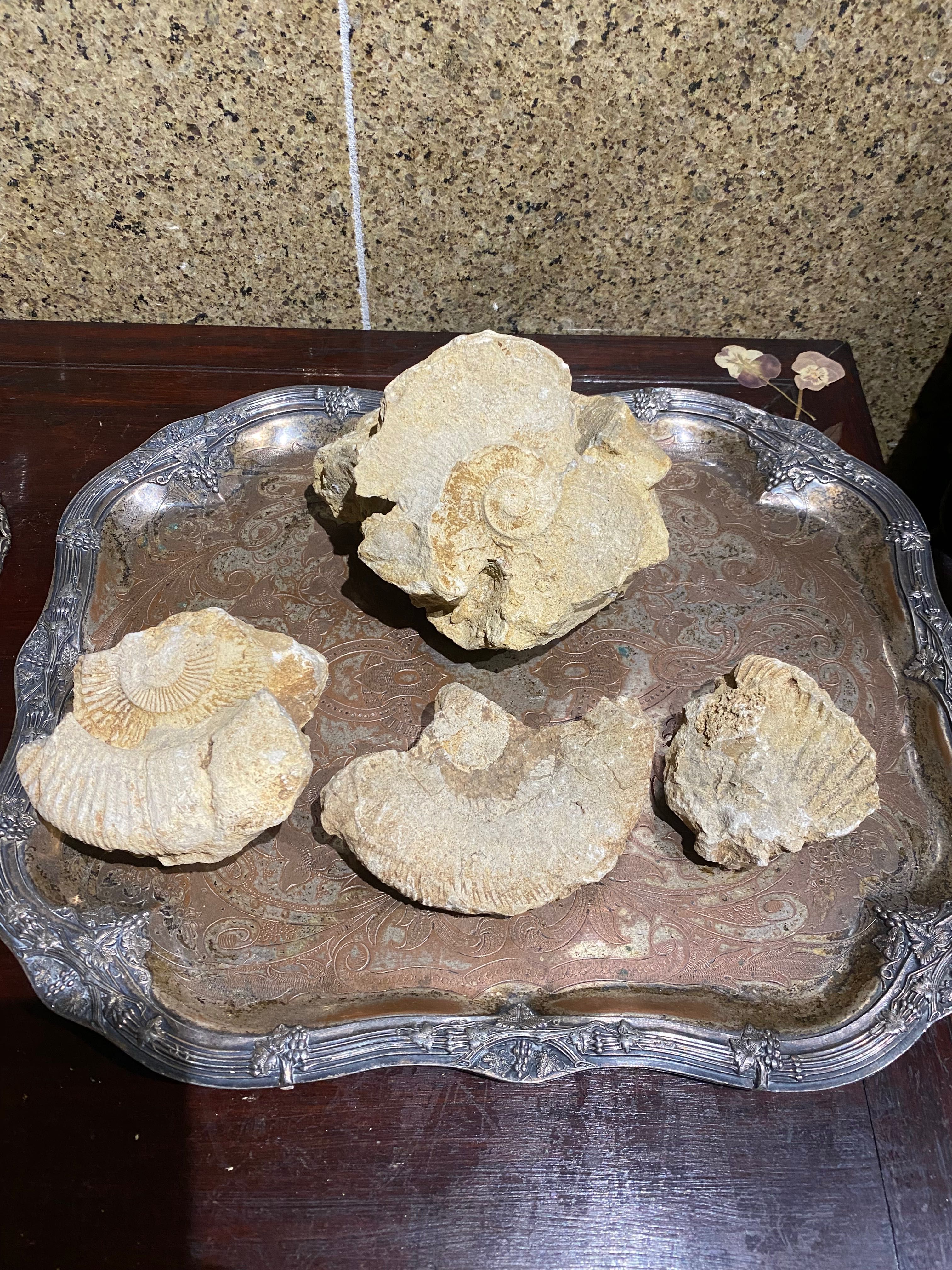 Fósseis Ribeira Romana 14 cm Artefactos arqueológicos