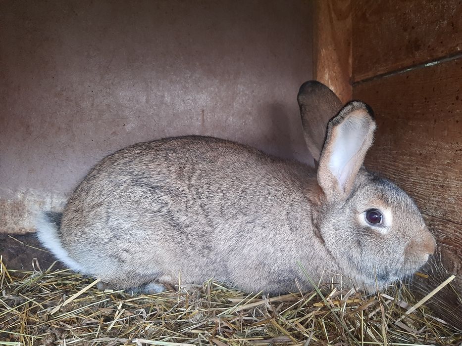 Sprzedam szarą samicę