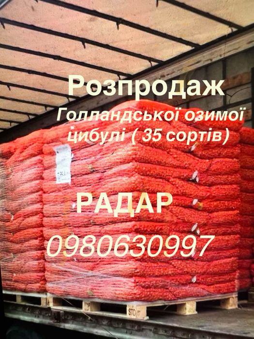Голландський лук севок голландська цибуля саджанка 100% оригінал