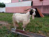 Vendo chibo de raça grande