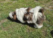 Shihtzu tricolor suczka