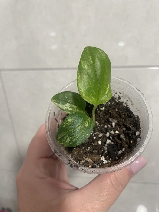 Філодендрон Pink Princess, Kobra yellow