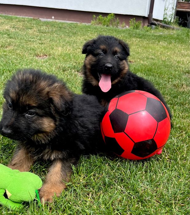 Owczarek Niemiecki Długowłosy. Szczeniak .