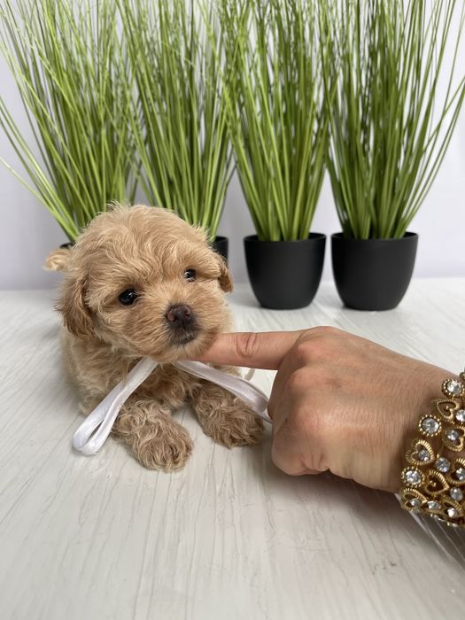 VIP Мальтипу F1 — Пухнасті дівчатка та хлопчик хочуть до вас