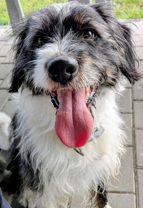 Pieski do adopcji Oleśnica!