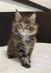 Gatinha Maine Coon