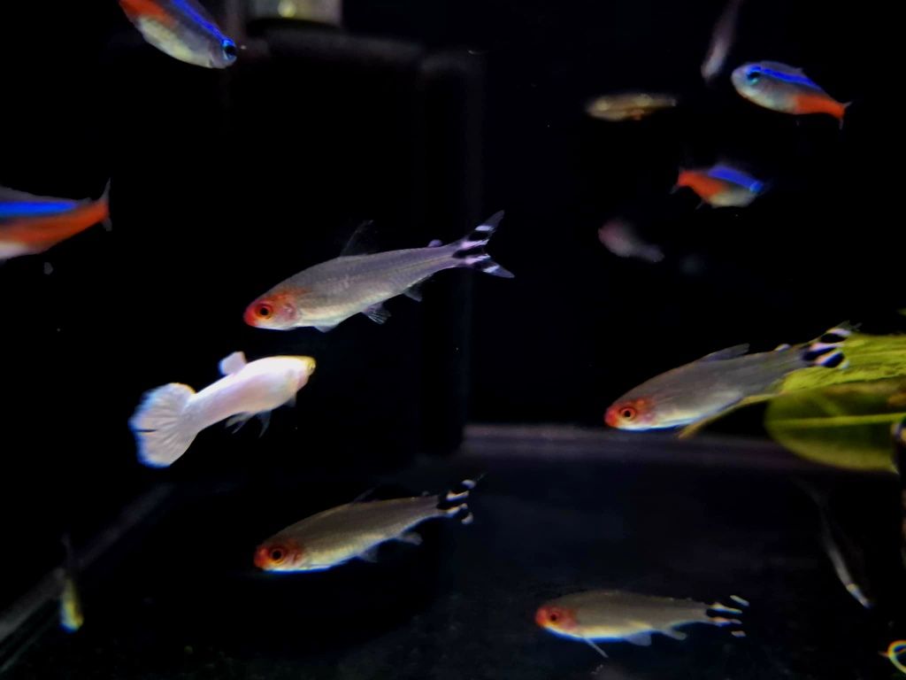 Rodostomus (Hemigrammus rhodostomus)