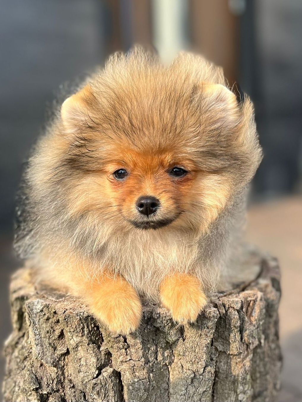 Pomeranian piesek gotowy do odbioru