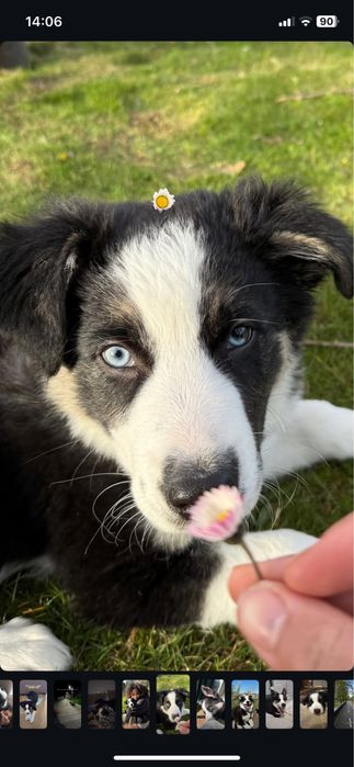 Cão de 9 meses para adoção