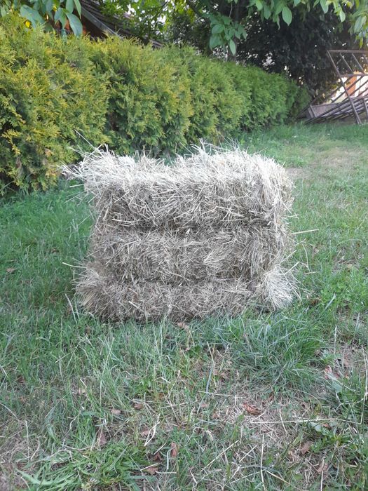 Siano w kostkach