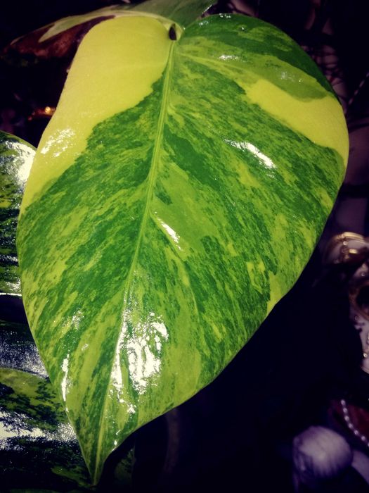 Monstera Marmorata Aurea Yellow Variegata  3 - colour  UNIKAT !  philo