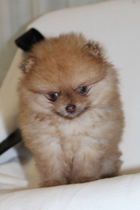 Розкішні міні шпіцулі