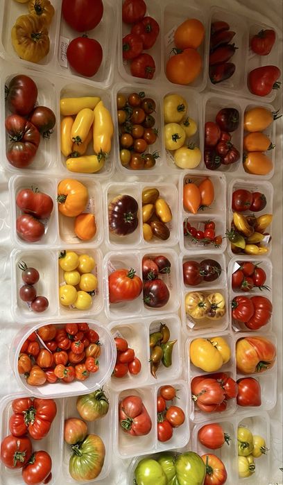 Zestaw na zamowienie nasiona pomidorów kolekcjonerskie