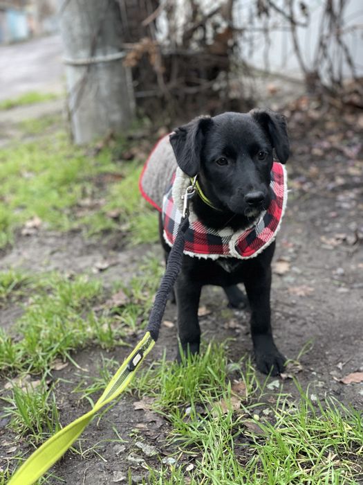 Щеночки в самые добрые руки